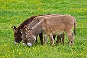 MAM 14 KH0195 01
Three Young Normandy Donkeys Grazing In Field Of Buttercups Normandy