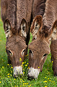 MAM 14 KH0196 01
Two Young Normandy Donkeys Grazing In Field Of Buttercups Normandy