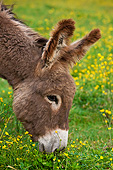 MAM 14 KH0197 01
Head Shot Of Young Normandy Donkey Grazing In Field Of Buttercups Normandy