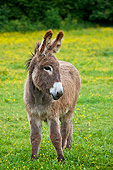 MAM 14 KH0198 01
Young Normandy Donkey Standing In Field Of Buttercups Normandy