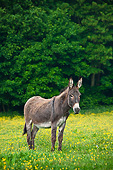 MAM 14 KH0199 01
Normandy Donkey Standing In Field Of Buttercups Normandy