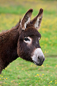 MAM 14 KH0200 01
Head Shot Of Young Normandy Donkey In Field Of Buttercups Normandy