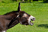 MAM 14 KH0201 01
Head Shot Of Normandy Donkey Braying In Field Normandy
