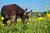 MAM 14 KH0202 01
Young Normandy Donkey Grazying In Field Of Buttercups Normandy
