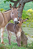 MAM 14 KH0203 01
Portrait Of Provence Donkey And Foal Grazing In Meadow France