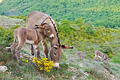 MAM 14 KH0204 01
Portrait Of Provence Donkey And Colt Grazing On Hillside France