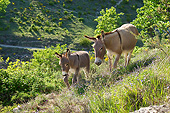 MAM 14 KH0205 01
Portrait Of Provence Donkey And Colt Walking On Hillside France