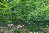 MAM 14 KH0206 01
Two Provence Donkeys Walking Through Oak Grove France