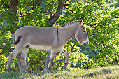 MAM 14 KH0207 01
Provence Donkey Walking Through Foliage France