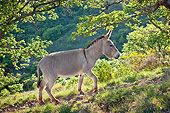 MAM 14 KH0208 01
Provence Donkey Walking Through Foliage France