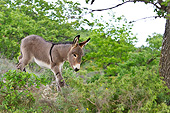 MAM 14 KH0209 01
Young Provence Donkey Walking Down Hillside France