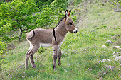 MAM 14 KH0210 01
Young Provence Donkey Standing In Meadow France