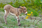 MAM 14 KH0211 01
Young Provence Donkey Eating Gorse In Meadow France