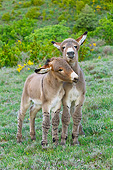 MAM 14 KH0212 01
Two Young Provence Donkeys Playing In Meadow France