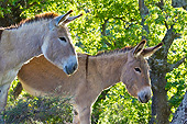 MAM 14 KH0213 01
Two Provence Donkeys Standing In Scrubland France