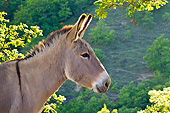 MAM 14 KH0214 01
Head Shot Of Provence Donkey Standing In Scrubland France