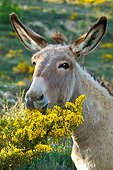 MAM 14 KH0215 01
Head Shot Of Provence Donkey Eating Gorse France