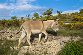 MAM 14 KH0216 01
Provence Donkey Walking Over Rocks In Scrubland France
