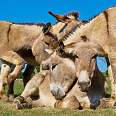 MAM 14 KH0217 01
Three Provence Donkeys Nudging A Fourth To Roll In Dirt France