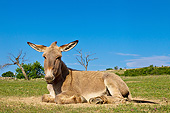 MAM 14 KH0218 01
Provence Donkey Resting After Rolling In Dirt France
