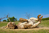 MAM 14 KH0219 01
Provence Donkey Rolling In Dirt France
