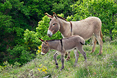 MAM 14 KH0220 01
Provence Donkey And Colt Walking Through Scrubland France