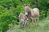 MAM 14 KH0221 01
Provence Donkey Nuzzling Colt In Scrubland France
