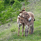 MAM 14 KH0222 01
Provence Donkey Nuzzling Colt In Scrubland France