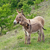 MAM 14 KH0223 01
Provence Donkey Colt Nuzzling Mother In Scrubland France