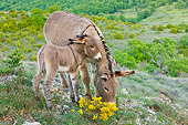 MAM 14 KH0224 01
Provence Donkey Colt Nuzzling Mother In Scrubland France