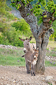 MAM 14 KH0225 01
Provence Donkey And Colt Standing Under Mulberry Tree France