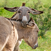 MAM 14 KH0226 01
Portrait Of Two Provence Donkeys Hugging In Meadow France