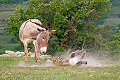 MAM 14 KH0227 01
Provence Donkey Watching Colt Take Sand Bath In Pit France