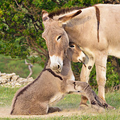 MAM 14 KH0228 01
Provence Donkey Mother Helping Colt Get Up From Sand Pit France