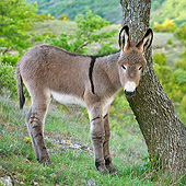 MAM 14 KH0229 01
Young Provence Donkey Scratching Neck On Tree Trunk France