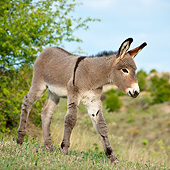 MAM 14 KH0230 01
Young Provence Donkey Walking In Meadow France