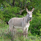 MAM 14 KH0231 01
Provence Donkey Braying In Scrubland France