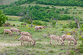 MAM 14 KH0232 01
Group Of Provence Donkeys Grazing In Meadow France