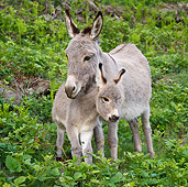 MAM 14 KH0233 01
Sardinian Donkey Mother Standing With Foal In Ferns France