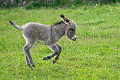 MAM 14 KH0241 01
Sardinian Donkey Foal Galloping Through Grass France