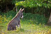 MAM 14 KH0245 01
Normandy Donkey Sitting In Meadow Of Buttercups Normandy