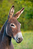 MAM 14 KH0246 01
Head Shot Of Normandy Donkey Standing In Meadow Normandy