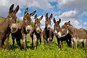 MAM 14 KH0251 01
Group Of Common Donkeys Standing In Meadow France