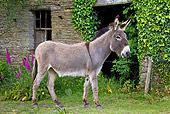 MAM 14 KH0254 01
Cotentin Donkey Standing By Old House France