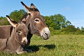 MAM 14 KH0258 01
Cotentin Donkey Mother And Foal Resting In Meadow France
