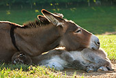 MAM 14 KH0259 01
Cotentin Donkey Mother And Foal Sleeping In Meadow France