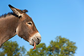 MAM 14 KH0264 01
Head Shot Of Cotentin Donkey Sticking Tongue Out France
