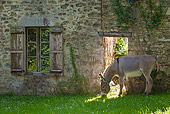 MAM 14 KH0265 01
Cotentin Donkey Grazing Near Old House France