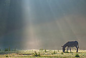 MAM 14 KH0266 01
Cotentin Donkey Grazing In Early Morning Mist France