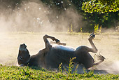 MAM 14 KH0267 01
Cotentin Donkey Rolling In Dirt France